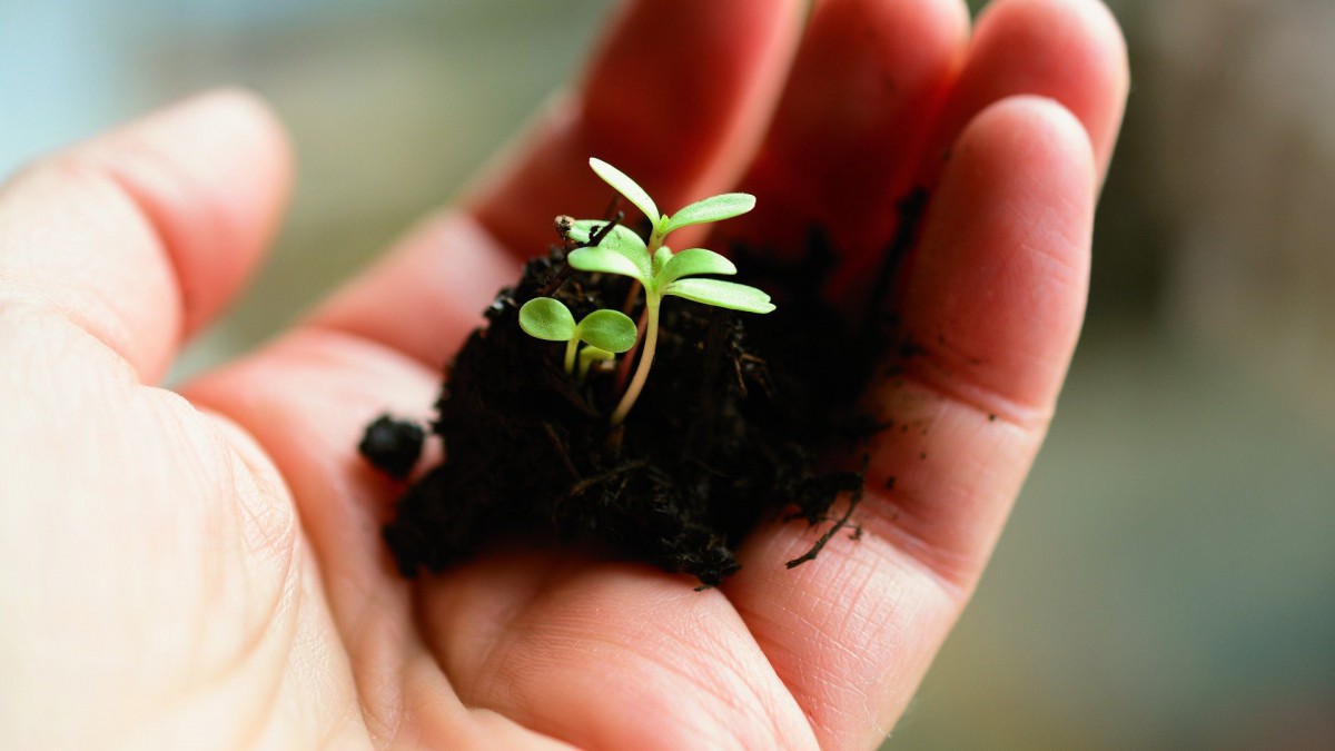 Waarom zijn planten goed voor je gezondheid