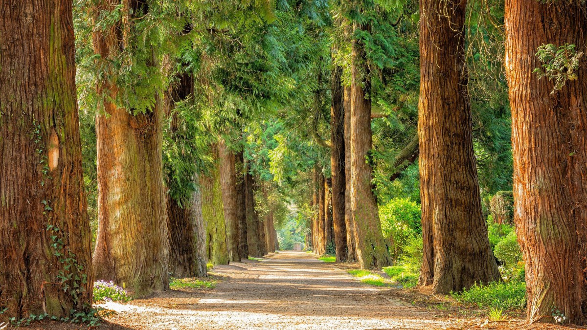 Nederland plant bomen met Staatsbosbeheer