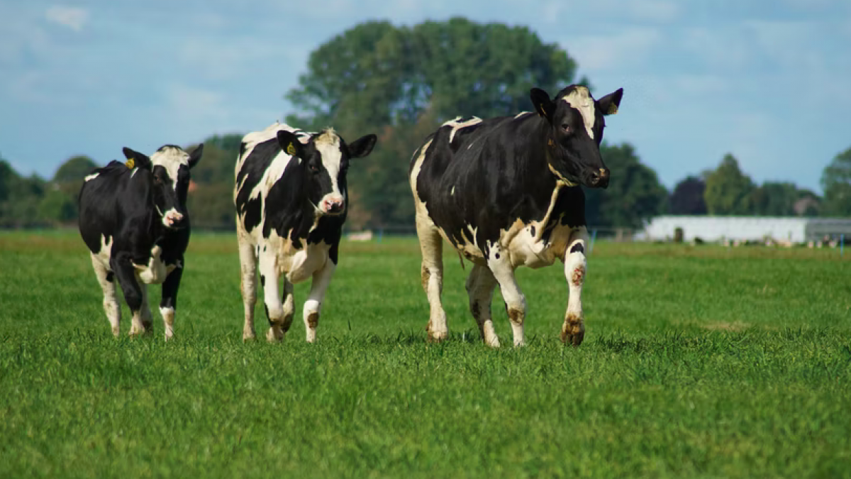 FrieslandCampina melkveehouders en personeel vieren met trots 150-jarig bestaan