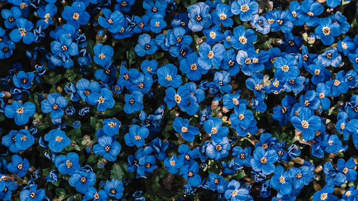 De blauwe bloem genaamd: Vergeet-mij-nietjes