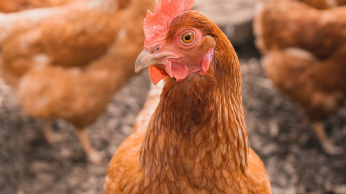 Zorgen bij pluimveehouders om oprukkende vogelgriep