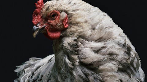 Supermarkt Albert Heijn vanwege kip verkozen tot Liegebeest van het jaar