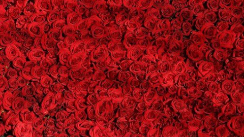 Bloementransport voor Valentijnsdag gaat niet over rozen 