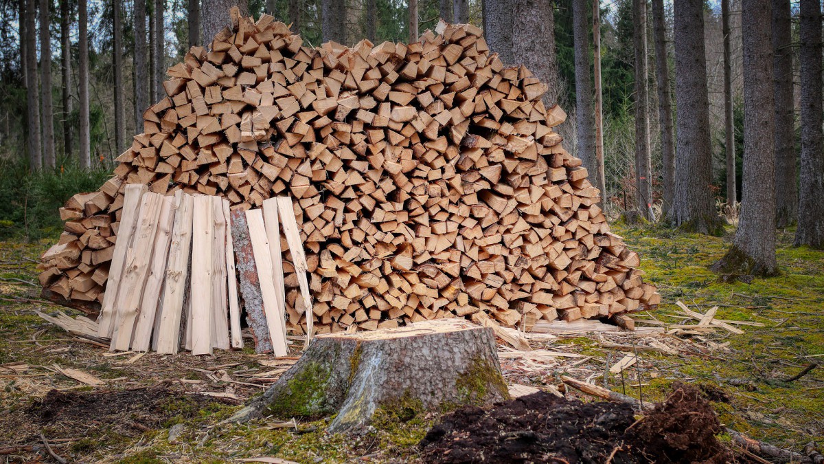 Waarom kapt Staatsbosbeheer bomen? 