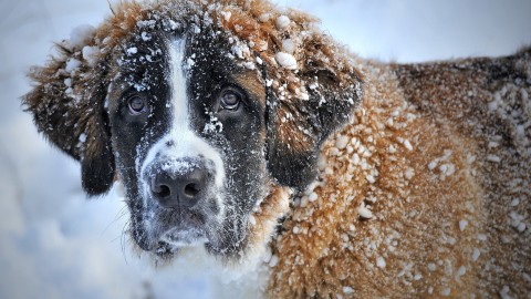 Help je hond de winter door