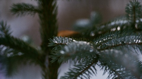 Openingstijden oudjaarsdag GAD en kerstbomeninzameling gemeente Blaricum