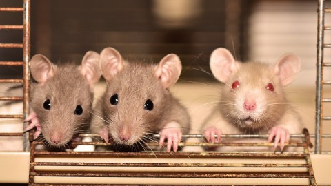 Aandacht voor het rattenprobleem is niet nodig 