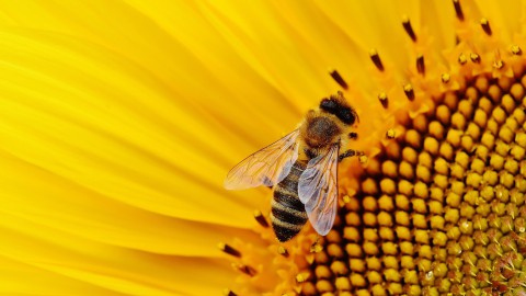 Bijenvriendelijke informatieborden in Zuidpolder Eemnes 